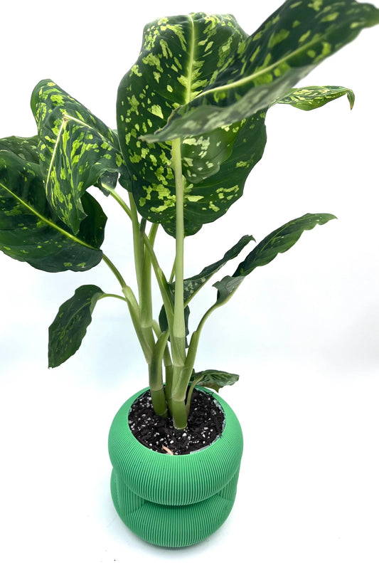 Homalomena Camouflage: Care guide