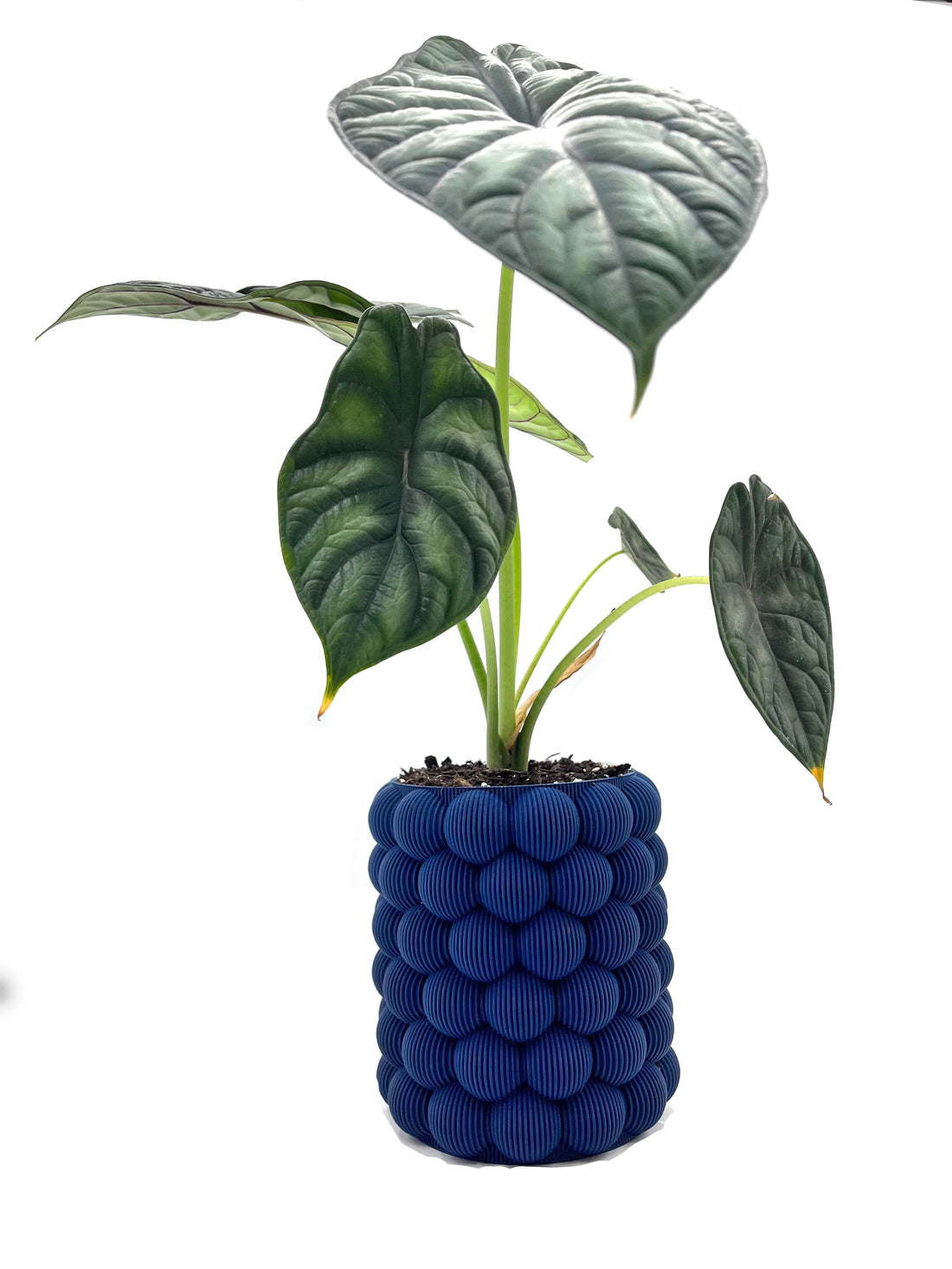 Alocasia 'Dragon Scale': Care guide